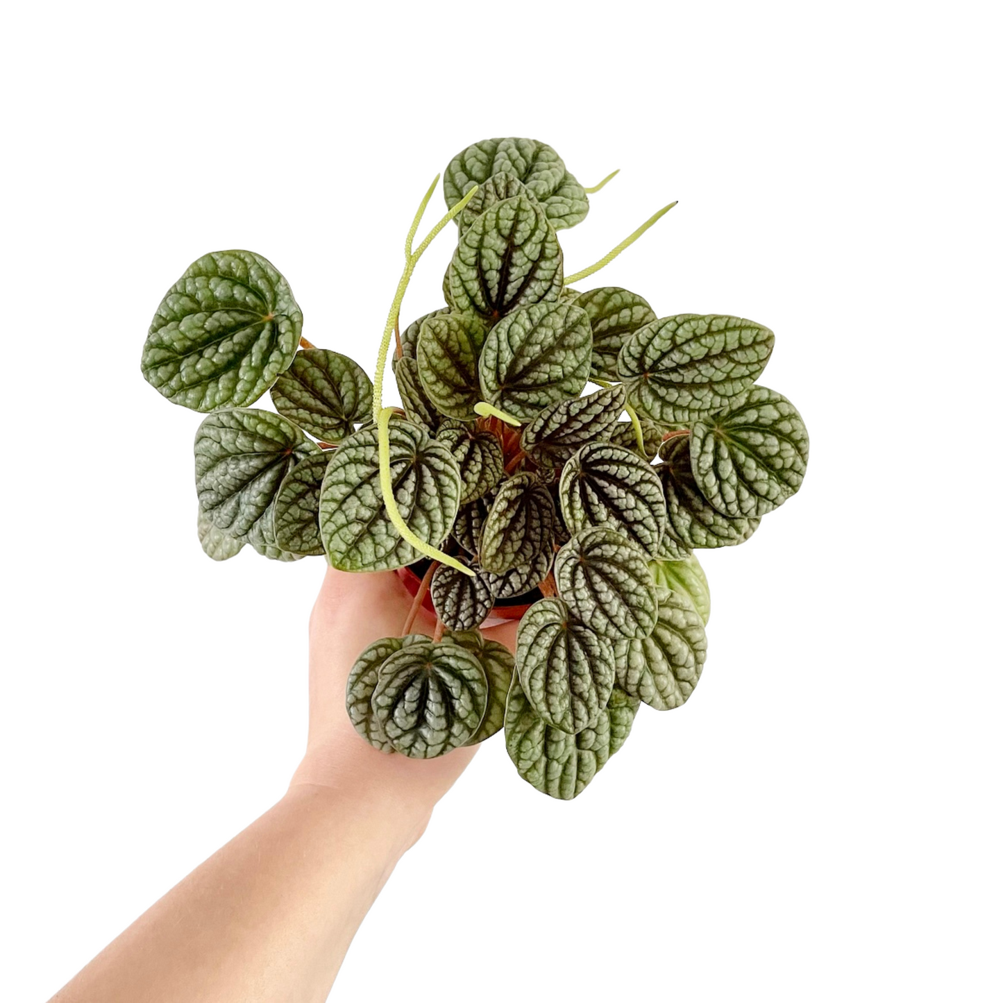 Peperomia Burbella