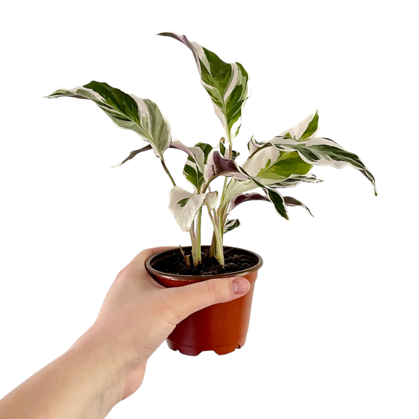 Calathea White Fusion