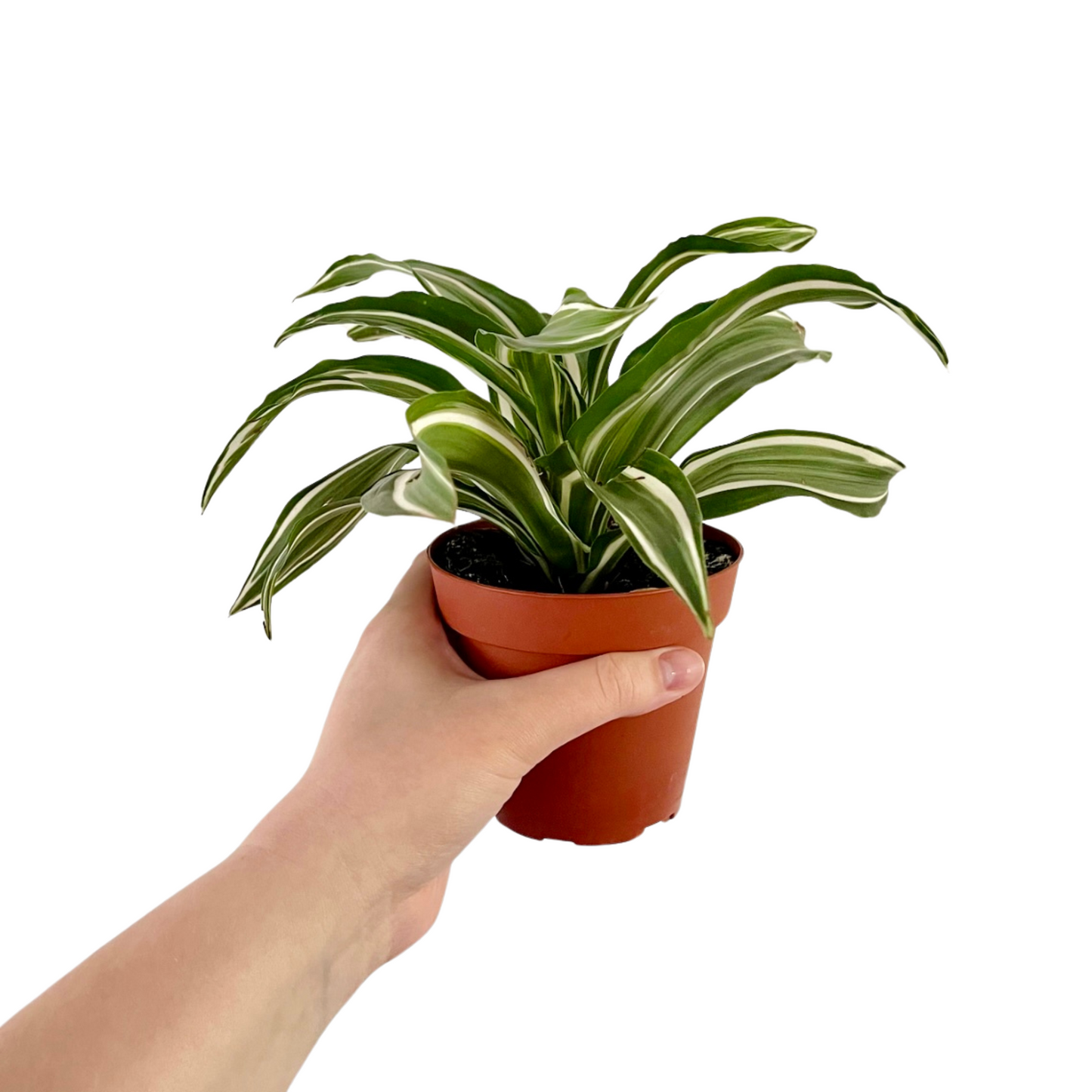 Dracaena Warneckii White Jewel