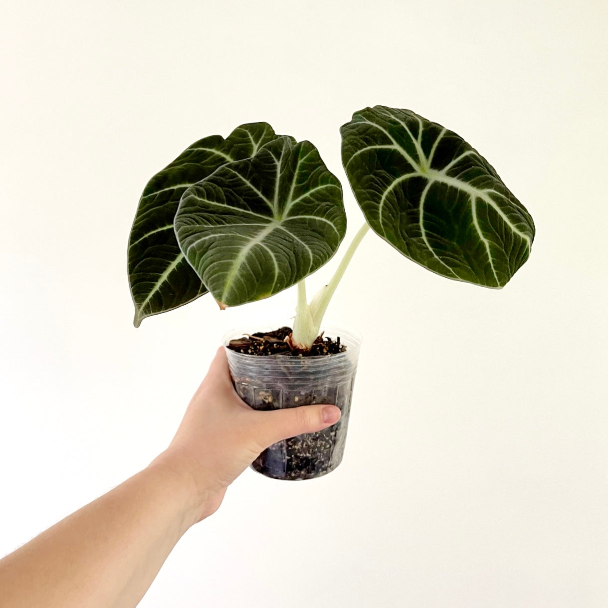 Alocasia ‘Black Velvet’ (Alocasia reginula)