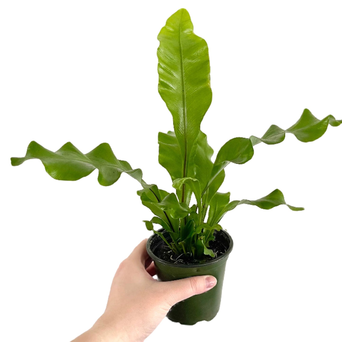 Bird's Nest Fern