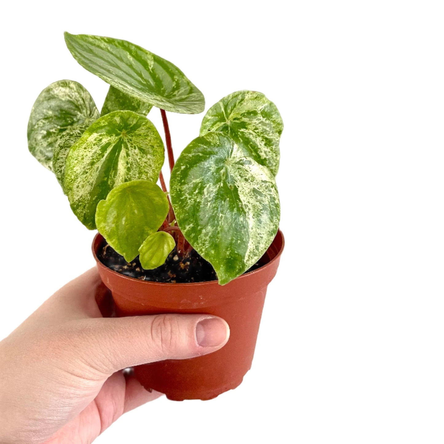 Variegated Peperomia Watermelon
