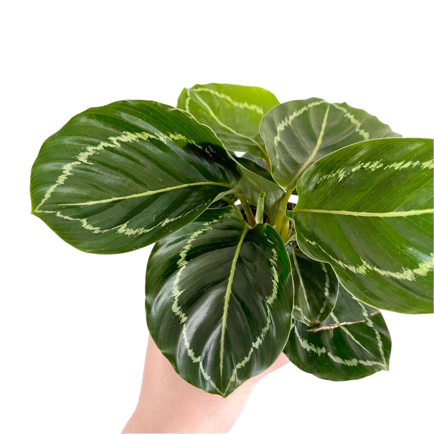 Calathea Green Goddess
