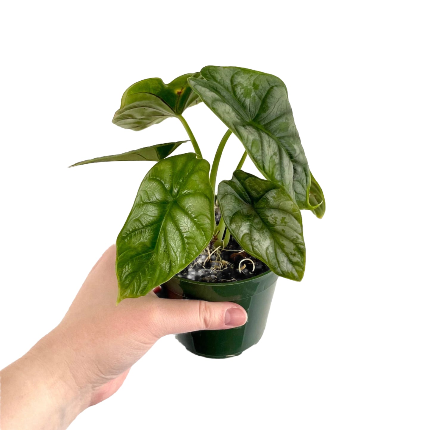 Alocasia Silver Dragon