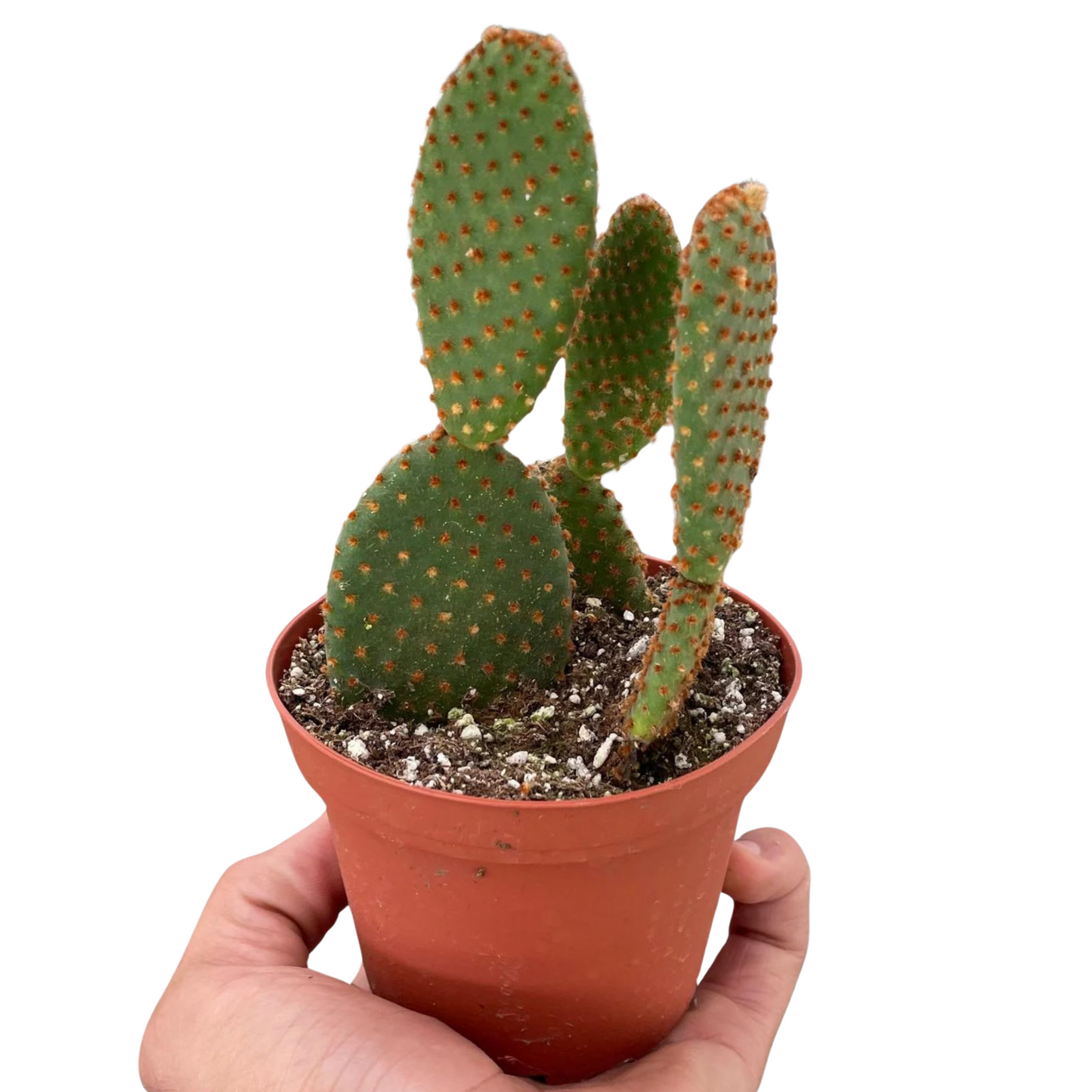 Bunny Ear Cactus
