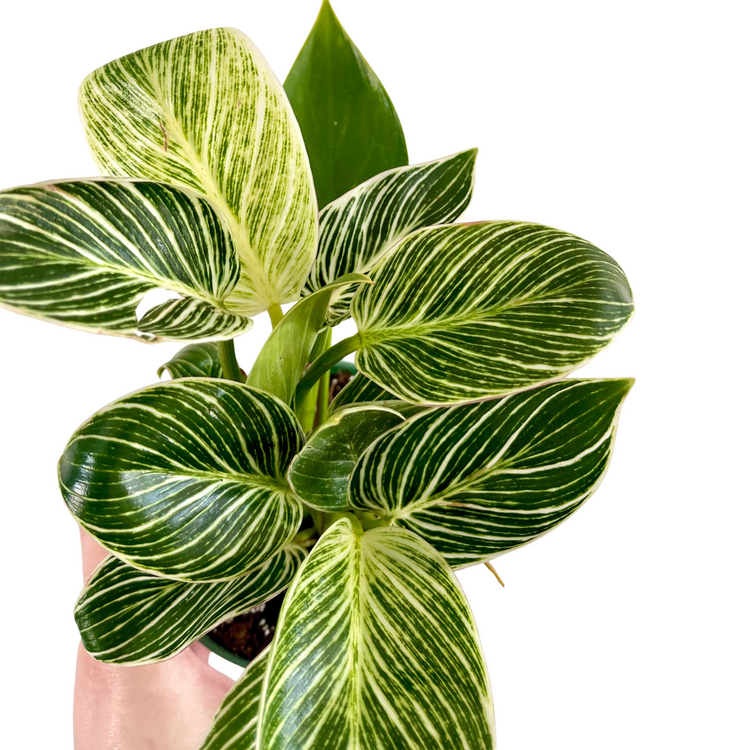 Easy Care Houseplants