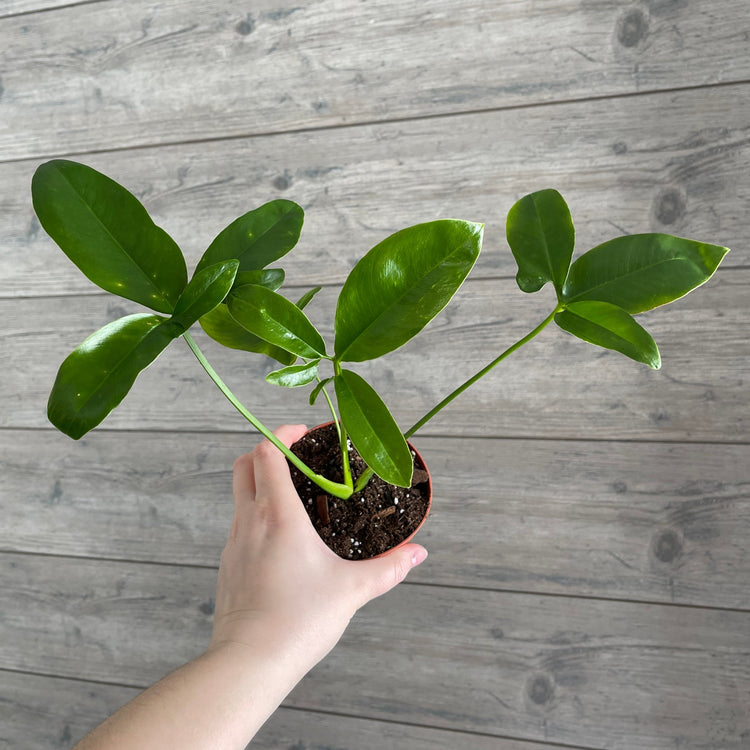 Local Pick Up | Goeldii Philodendron