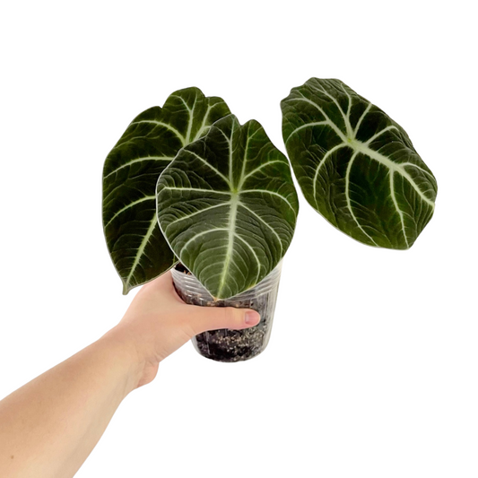 Alocasia Black Velvet