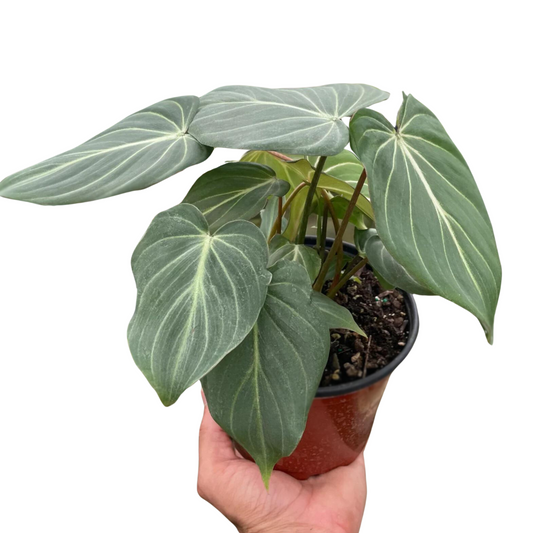 Philodendron Gloriosum