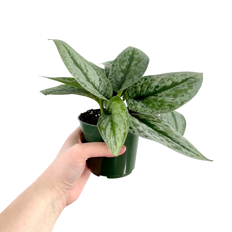 Scindapsus Pictus Exotica | Silver Splash Pothos