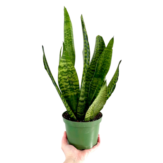 Sansevieria Zeylanica | Snake Plant