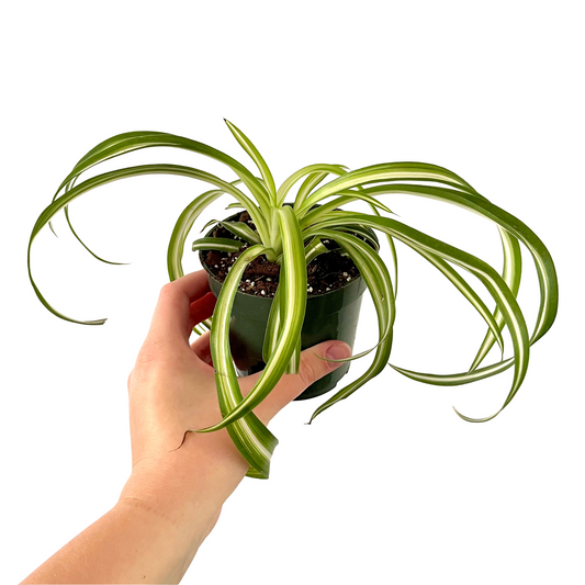 Bonnie Spider Plant