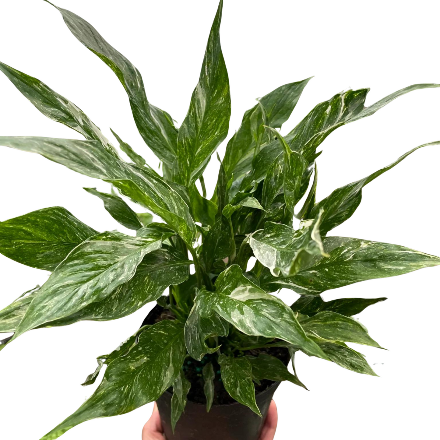 Variegated Peace Lily | Spathiphyllum Domino