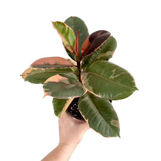 Ruby Pink Ficus Elastica