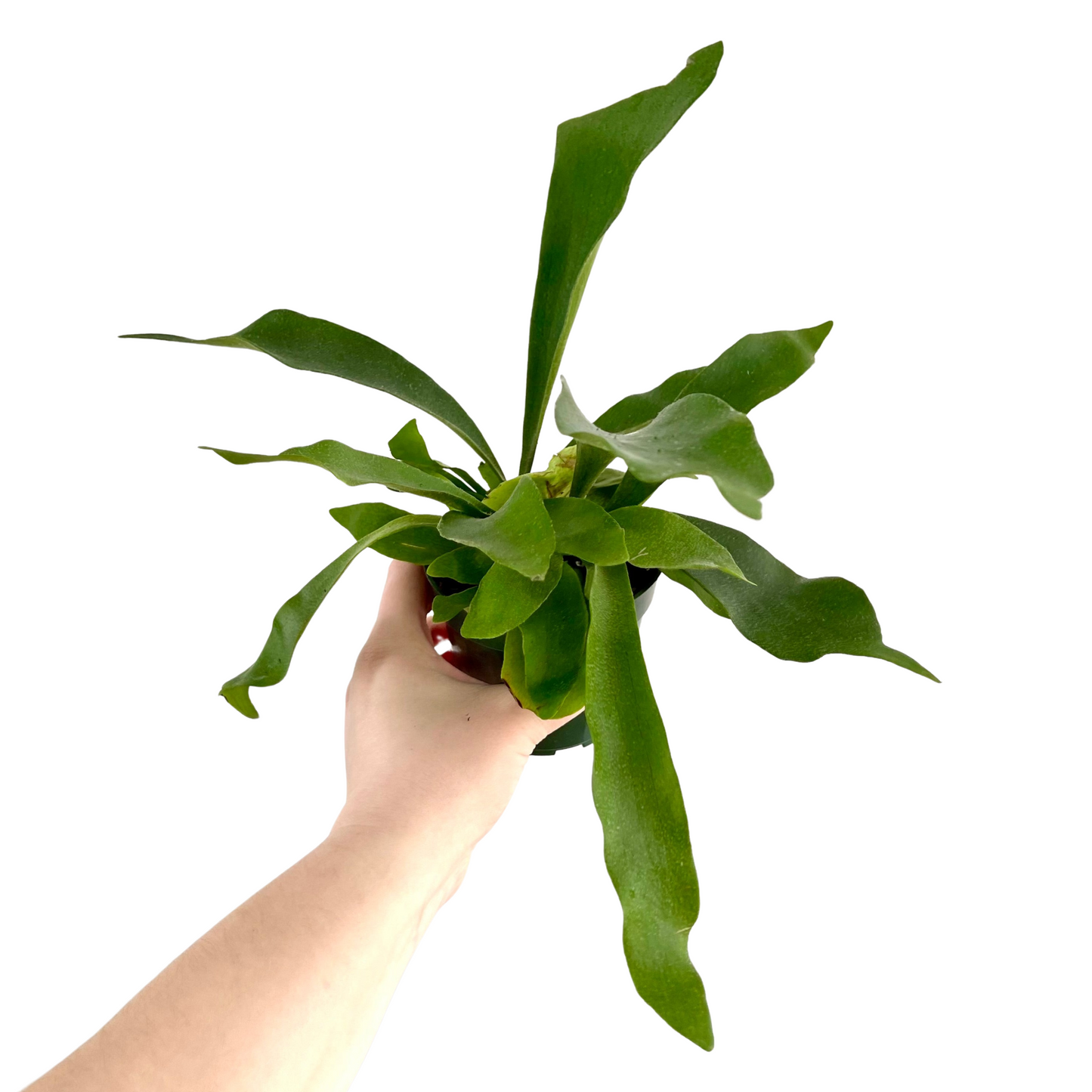 Staghorn Fern