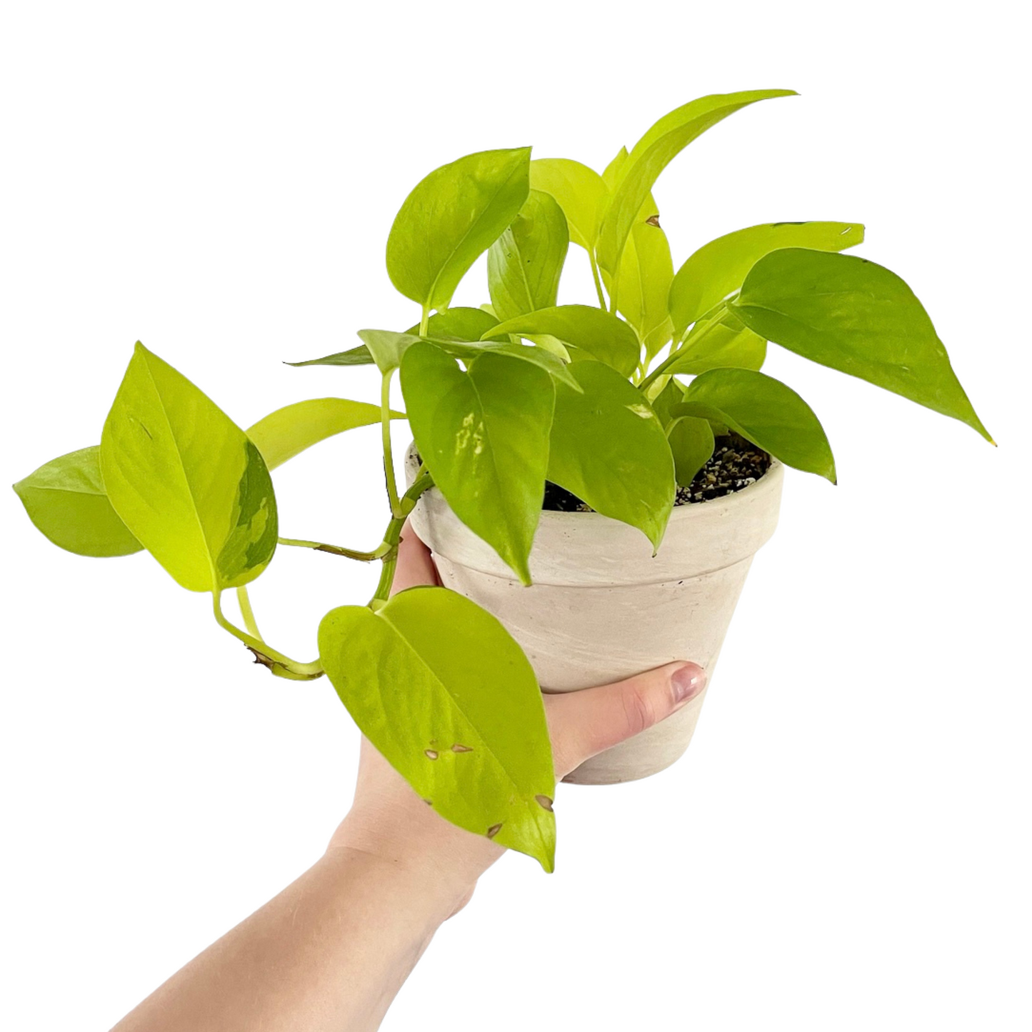 Neon Pothos