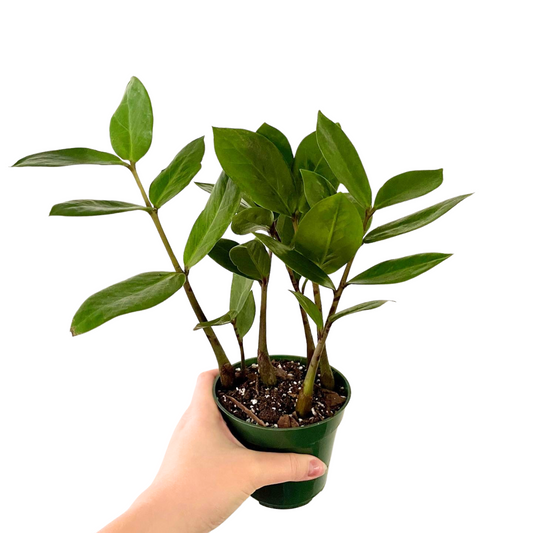 ZZ Plant