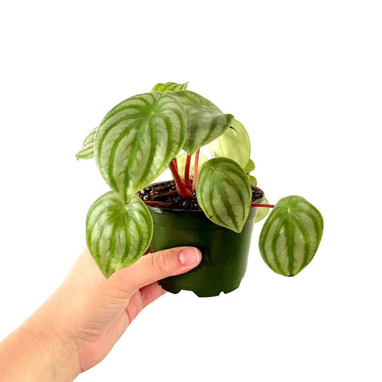 Peperomia Watermelon