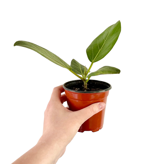 Ficus Audrey