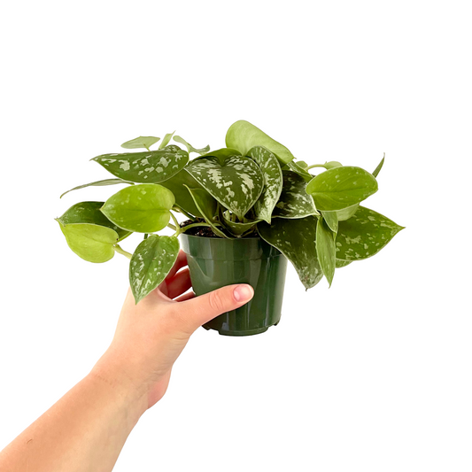 Scindapsus Pictus | Satin Pothos