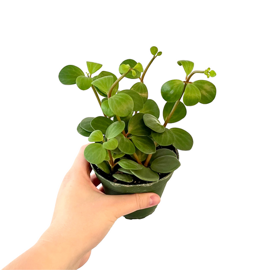 Peperomia Hope