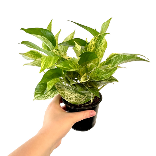 Marble Queen Pothos