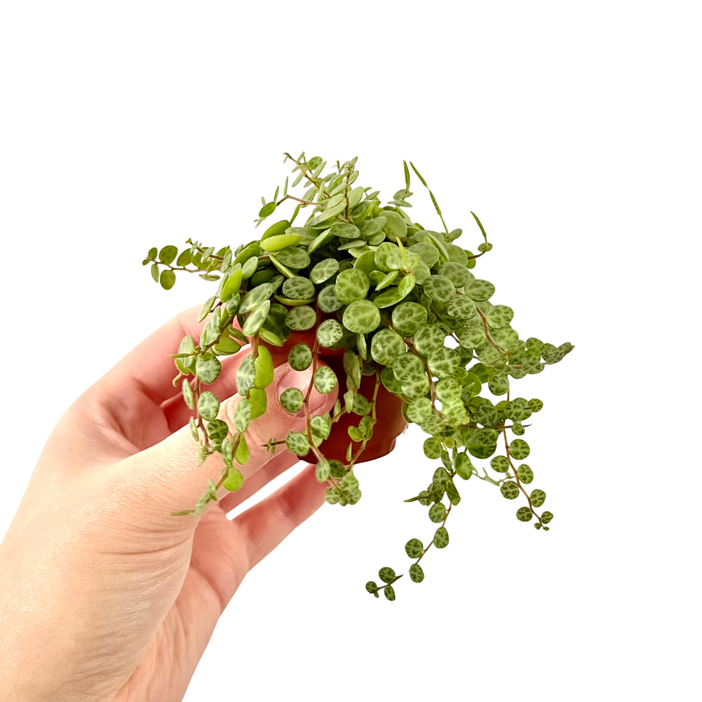 String of Turtles | Peperomia Prostrata