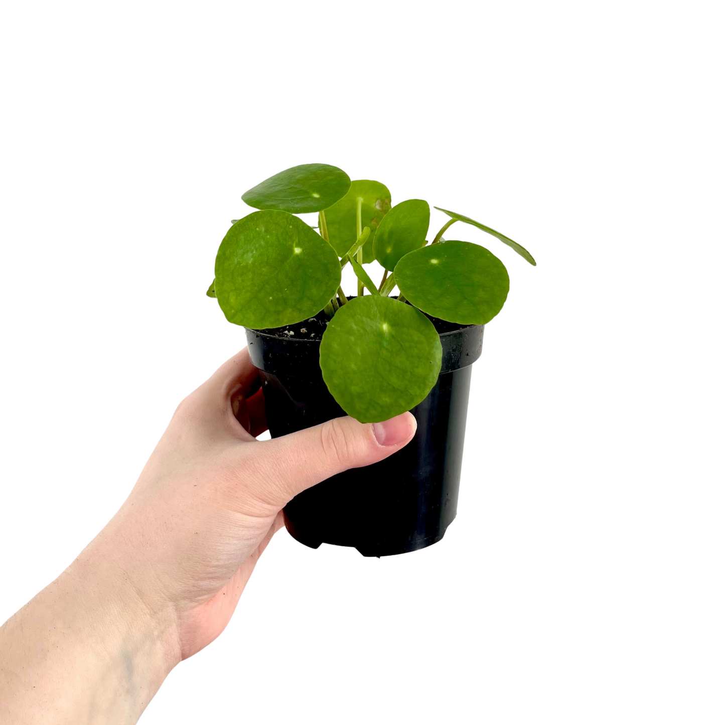 Pilea Peperomioides