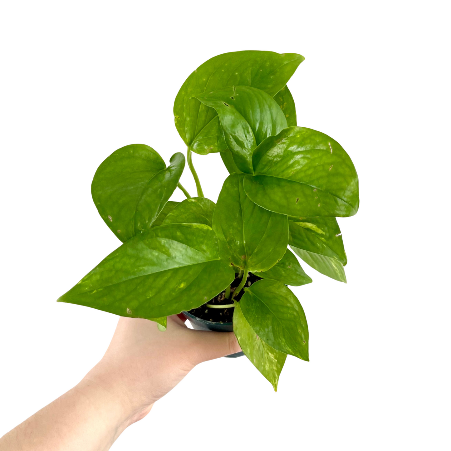 Golden Pothos