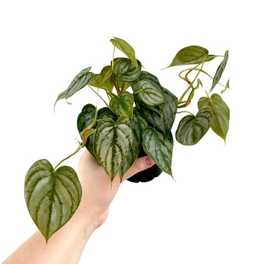 Philodendron Brandi