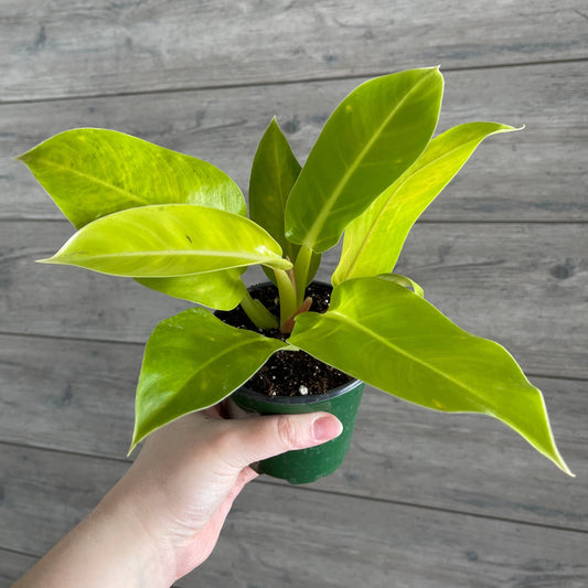 Local Pick Up | Philodendron Moonlight