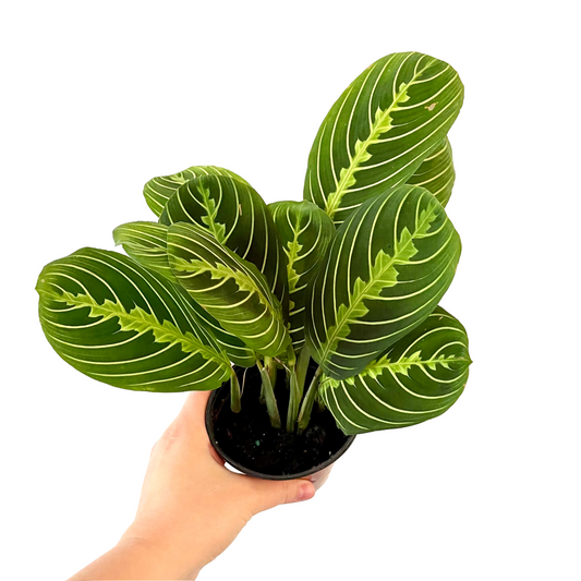 Lemon Lime Maranta