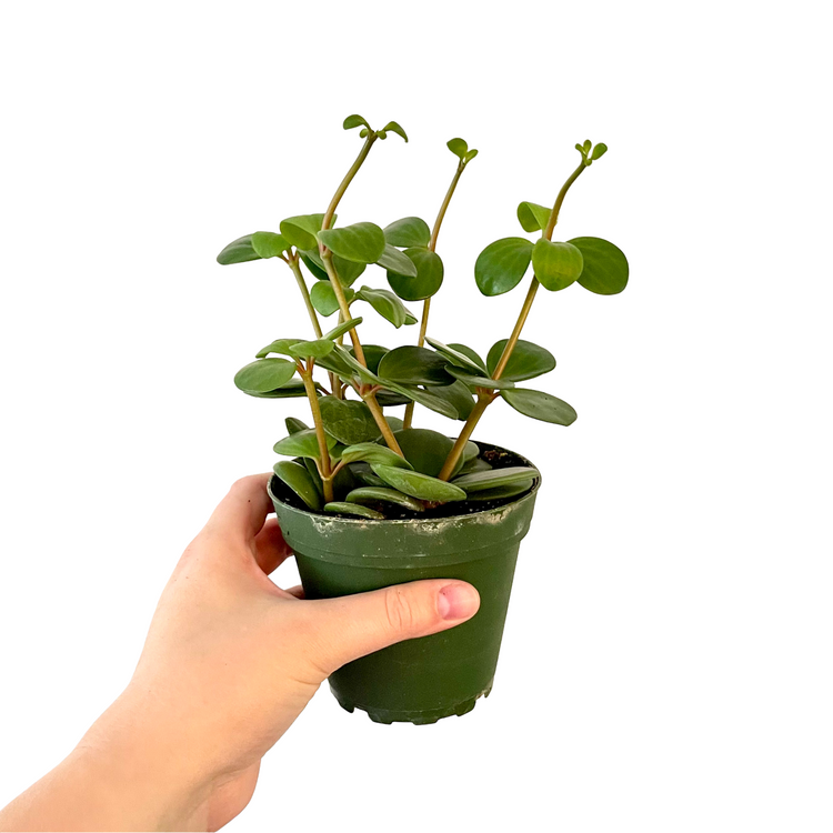 Peperomia Hope