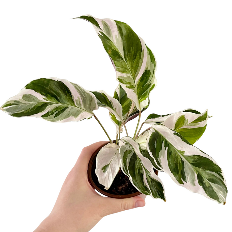 White Fusion Calathea