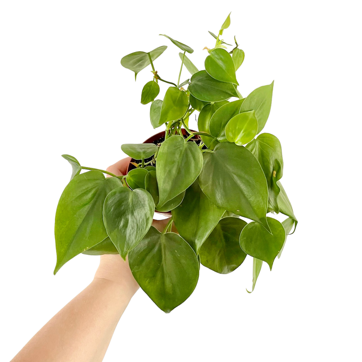 Heartleaf Philodendron | Cordatum