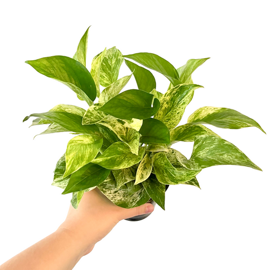 Marble Queen Pothos