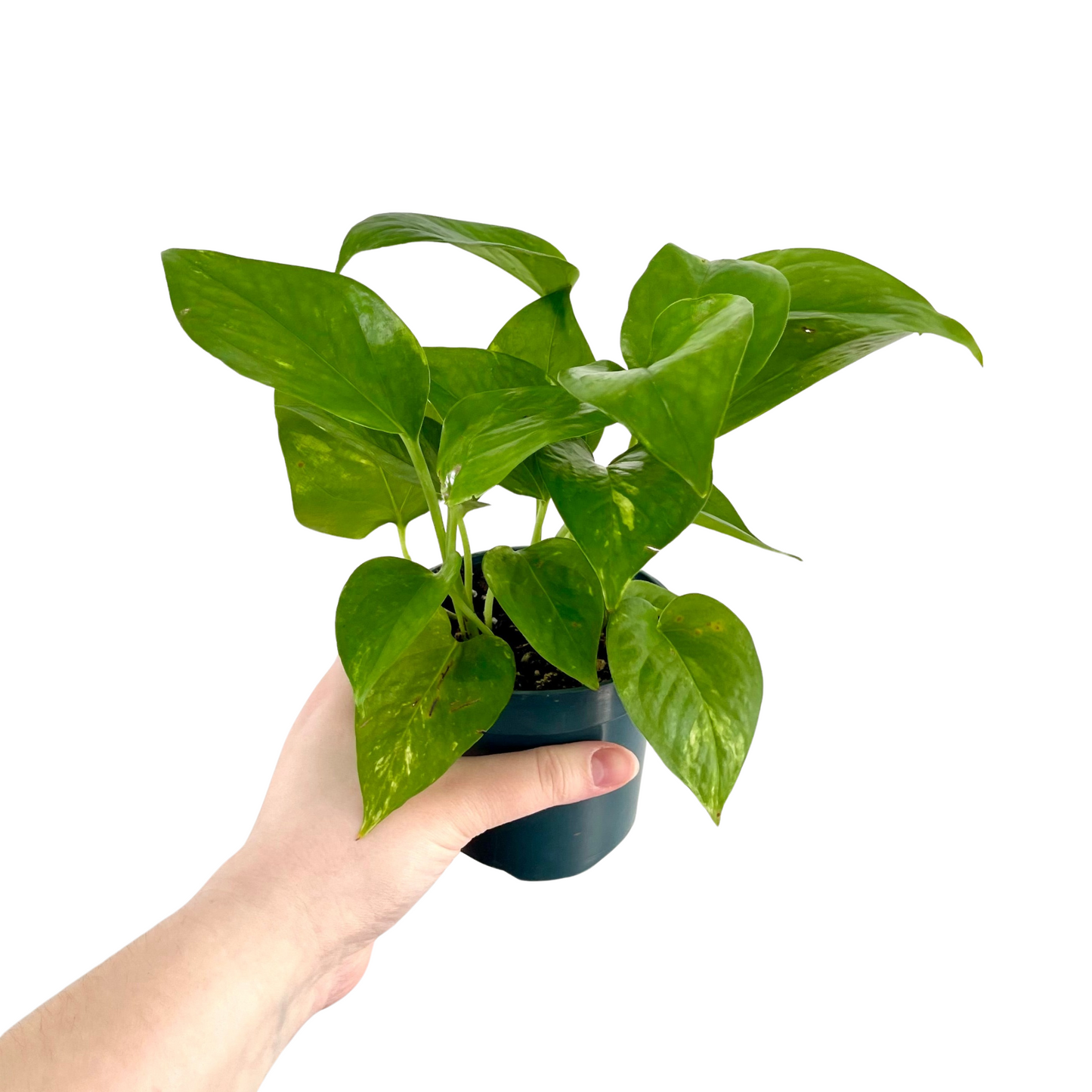 Golden Pothos