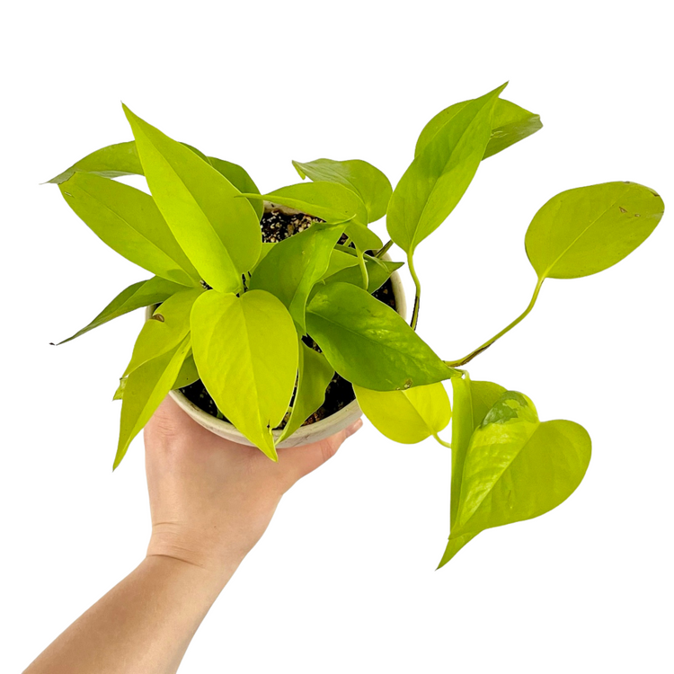 Neon Pothos