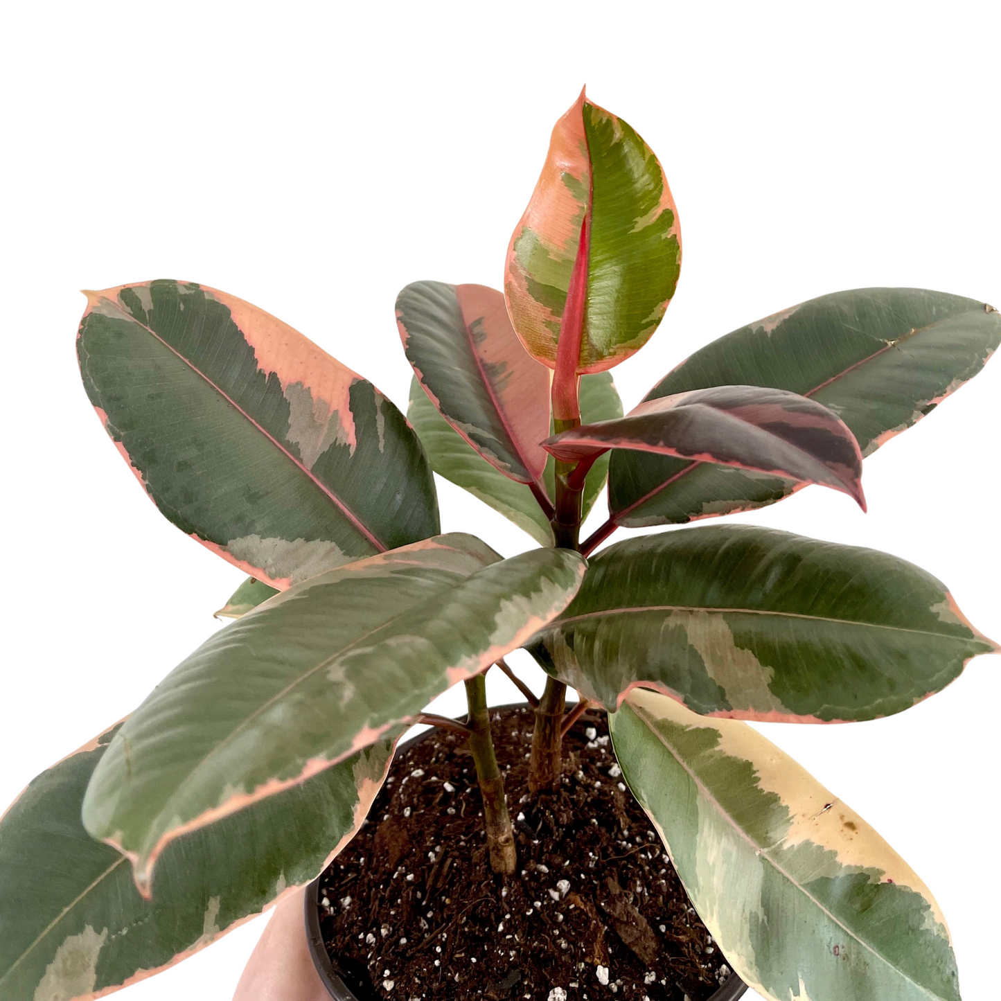 Ruby Pink Ficus Elastica