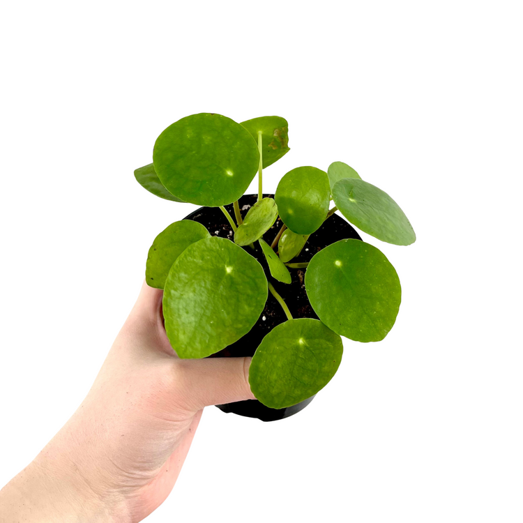 Pilea Peperomioides