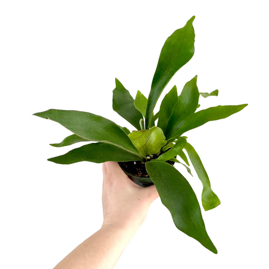 Staghorn Fern