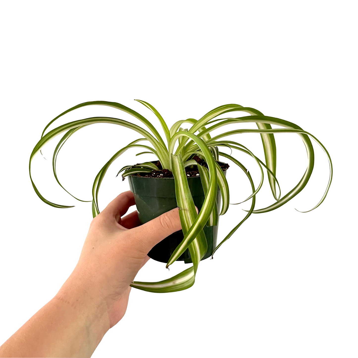 Bonnie Spider Plant