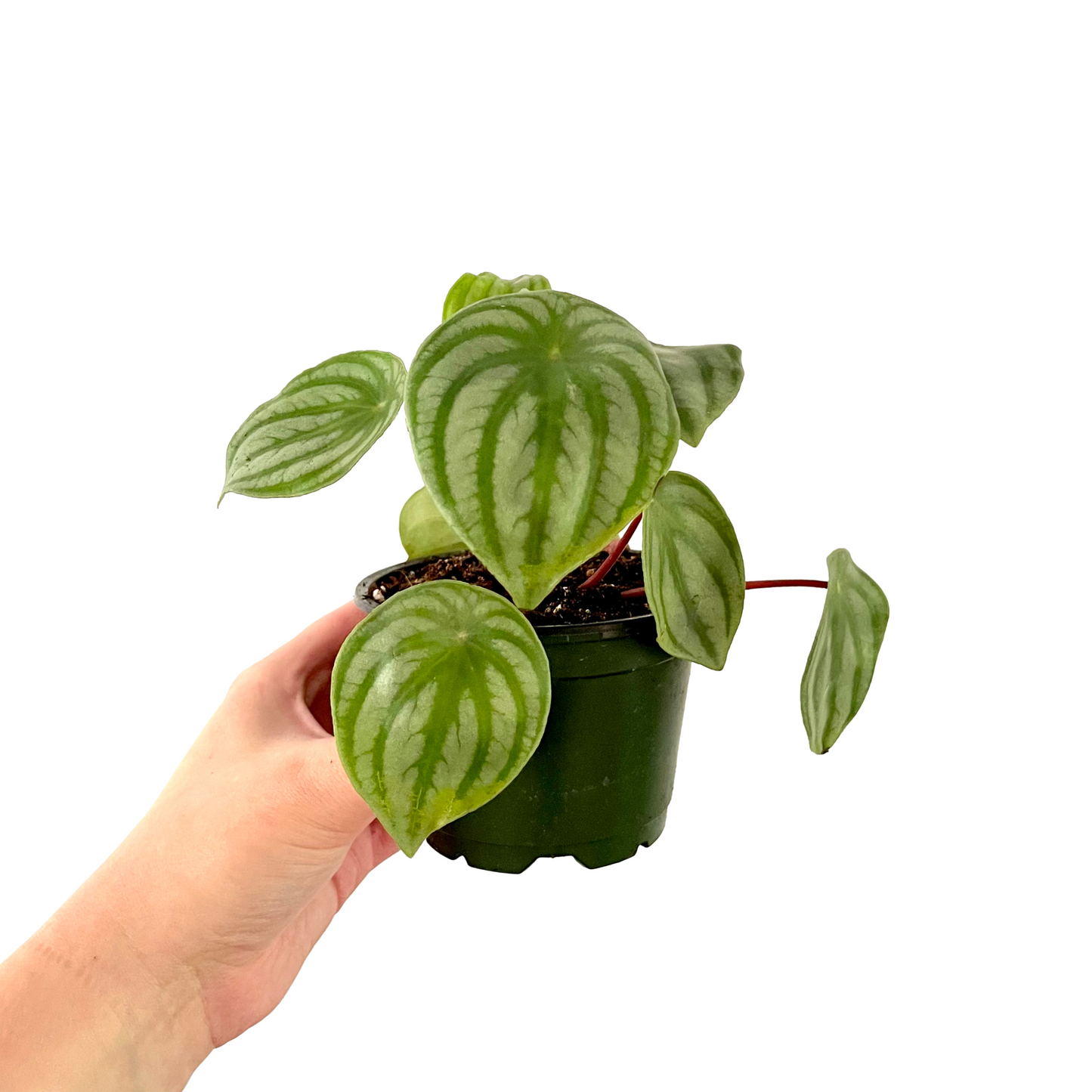 Peperomia Watermelon