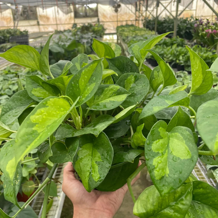 Global Green Pothos