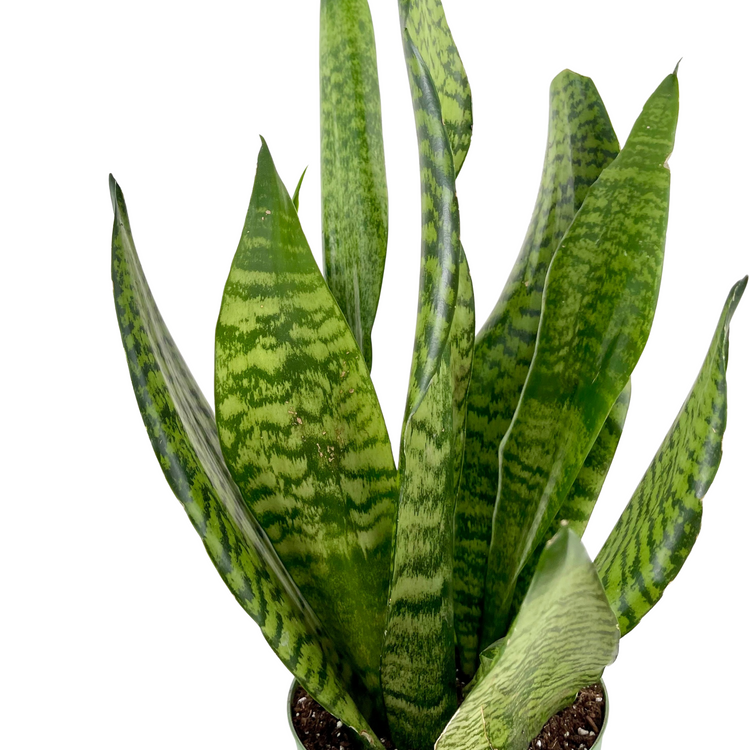 Sansevieria Zeylanica | Snake Plant