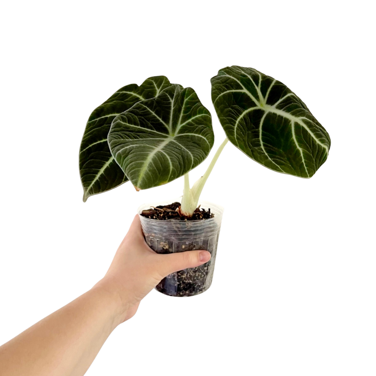 Alocasia Black Velvet