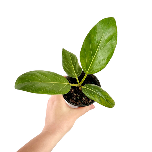 Ficus Audrey