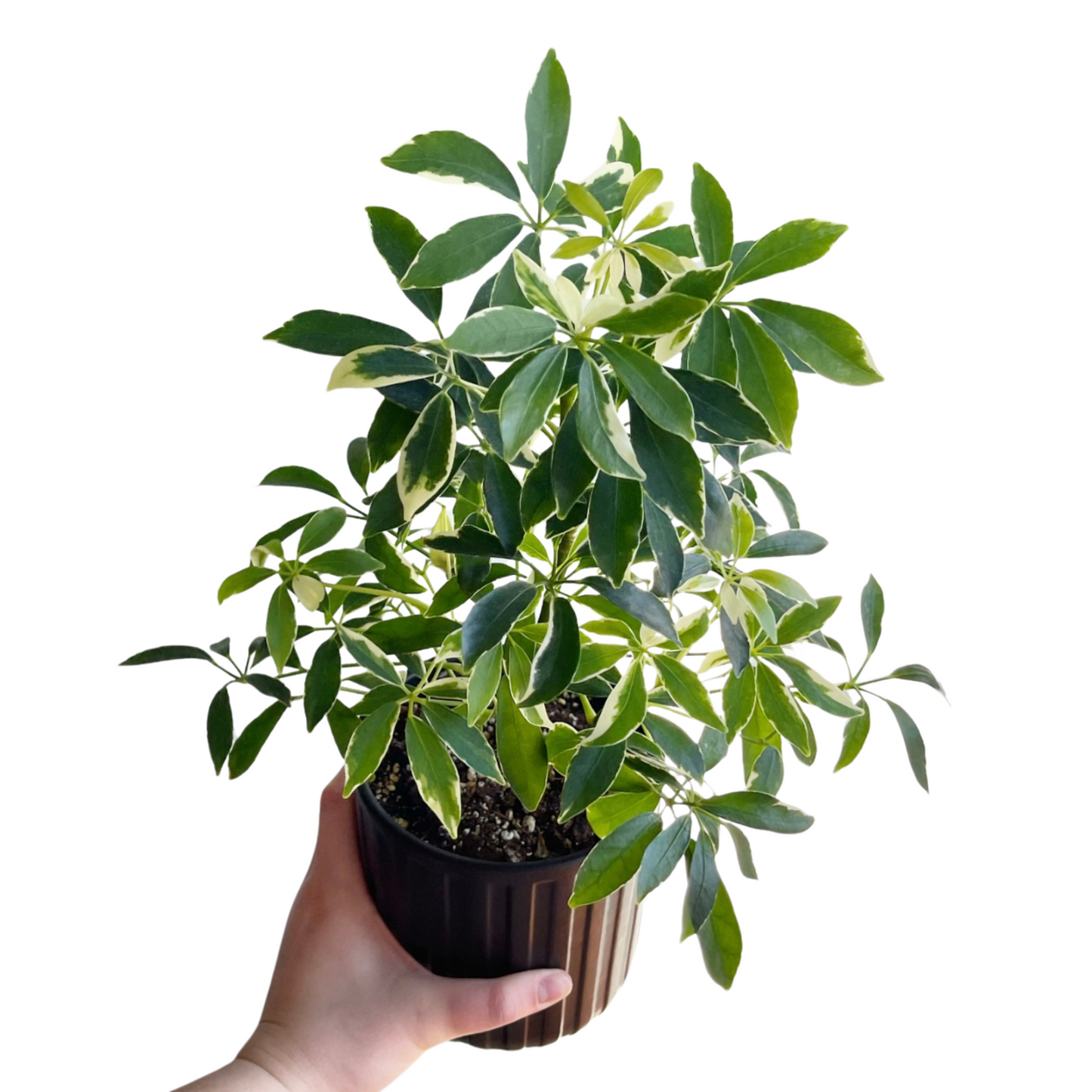 Moondrop Umbrella Plant