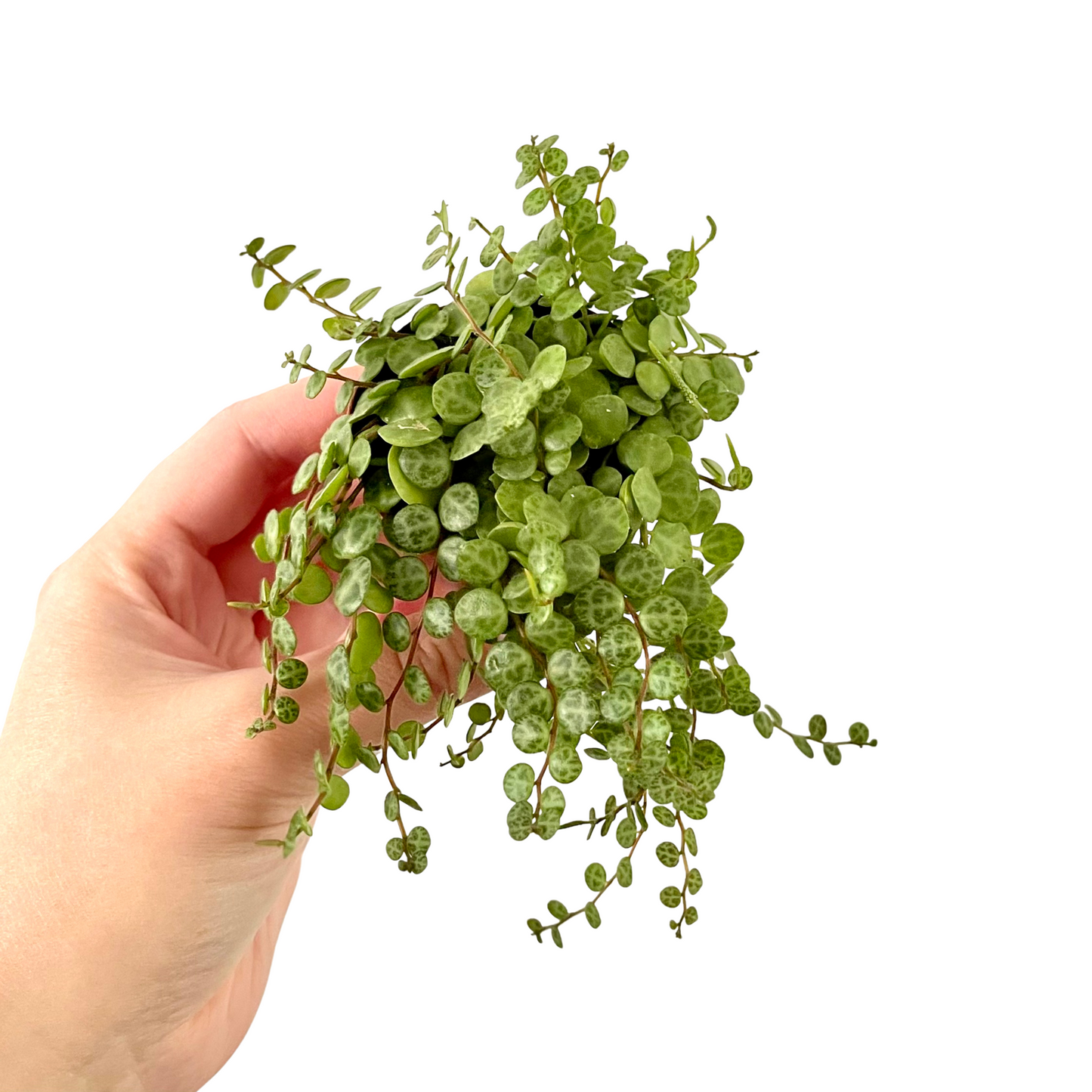 String of Turtles | Peperomia Prostrata