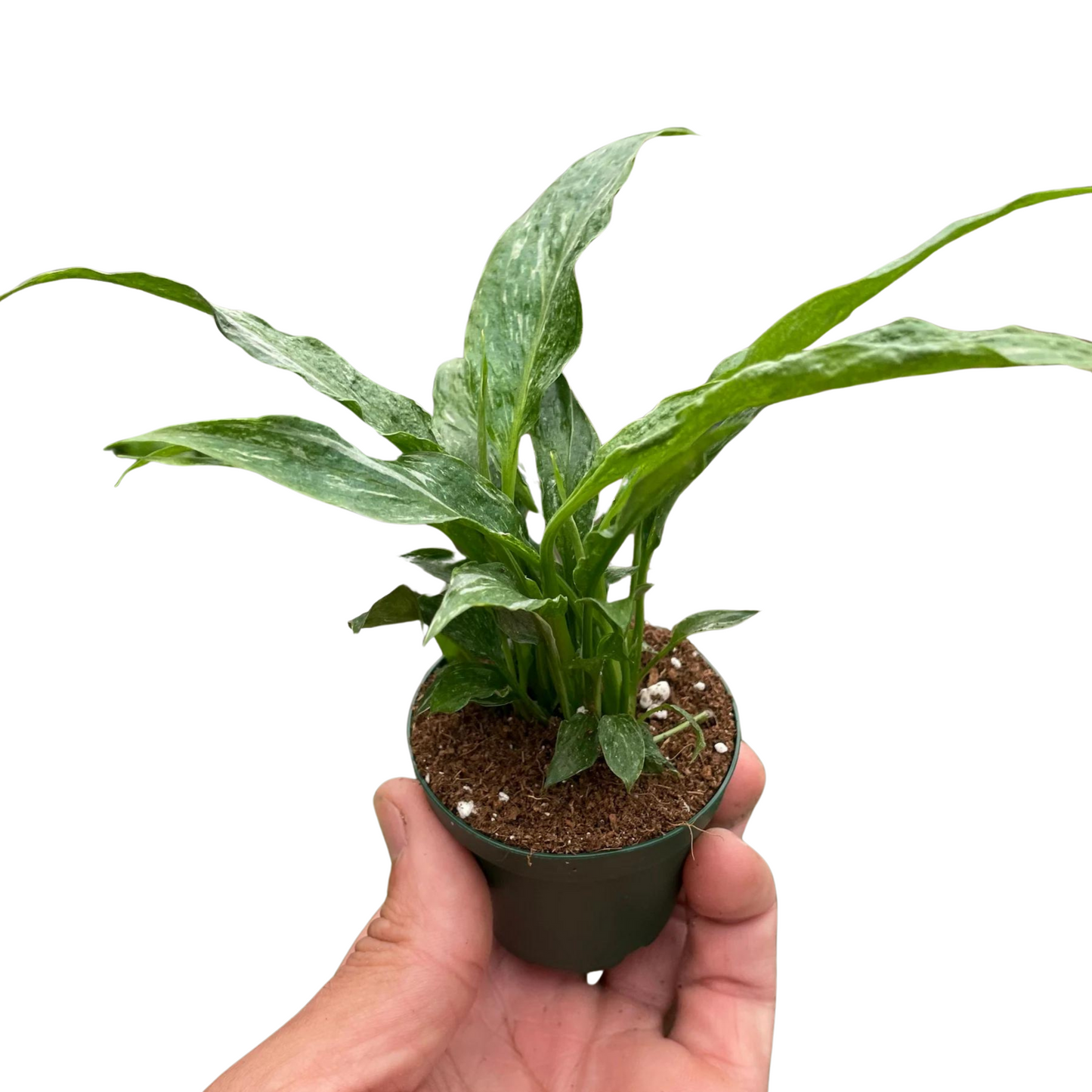 Variegated Peace Lily | Spathiphyllum Domino